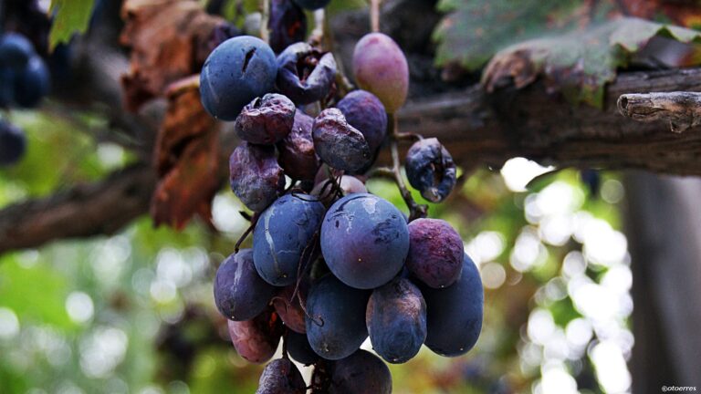 Vindruer - Italia -