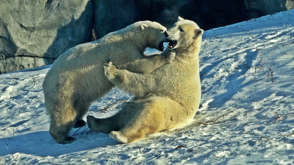 Winnipeg - Canada - Isbjørner