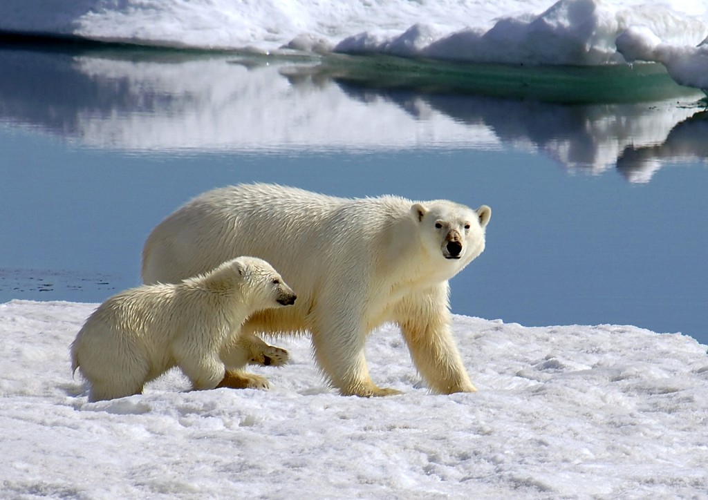 Polar Bear with Cub- Isbjørnmoder med børn
