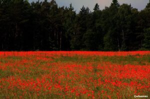 Valmueåker - Gotland - Sverige