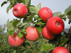 Aromaepler - Telemark - Norge - Frukt.no