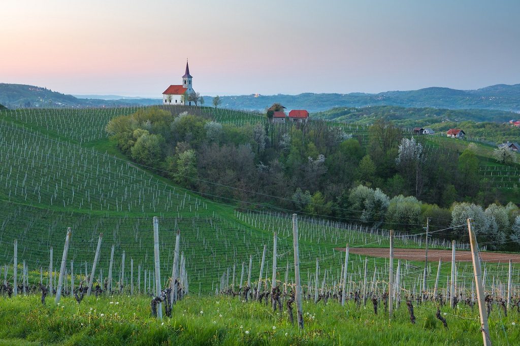 Slovenien - Bela Krajina - vingård
