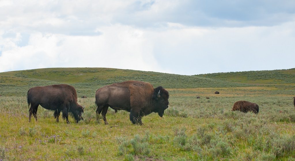 Bison - okser - Yellowstone National Park - Montana - USA 