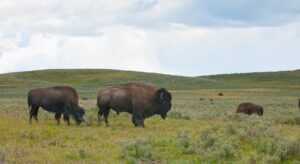 Bison - okser - Yellowstone National Park - Montana - USA