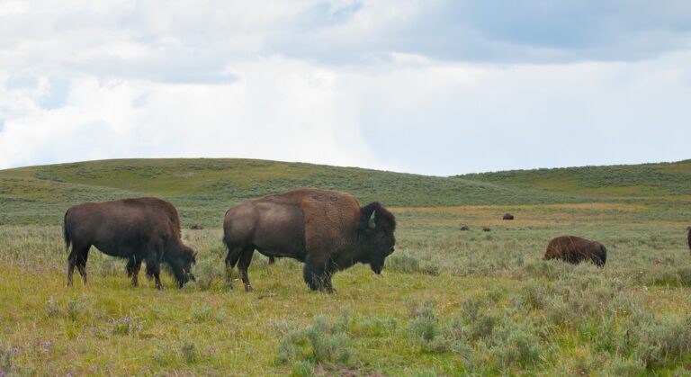 Bison - okser - Yellowstone National Park - Montana - USA
