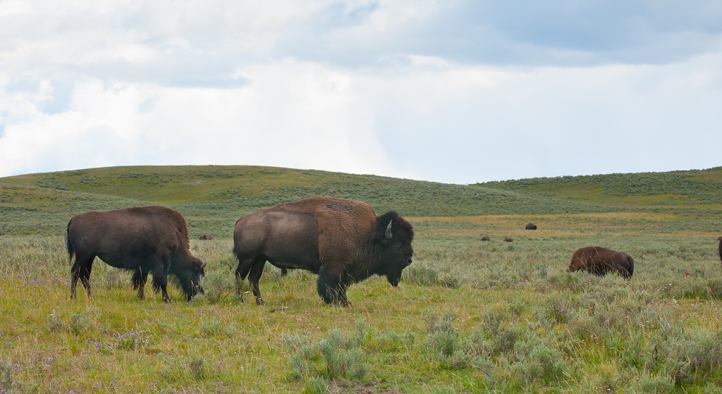 Bison - okser - Yellowstone National Park - Montana - USA