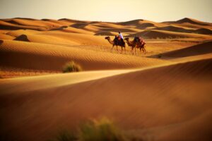 Kamelridning i Dubais Ã¸rken - Emiratene - UAE