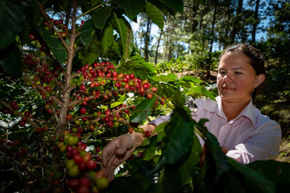 Comsa kaffefarm - Marsela - La Paz, - Honduras - Löfberg - Nordic Choice