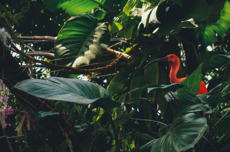 Flamingo - Akvariet i Genoa - Italia