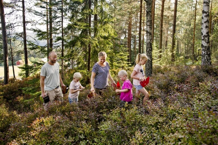 Røyland gård - Bærplukking - lokalmat - Saft - Syltetøy - Familien Sagstuen