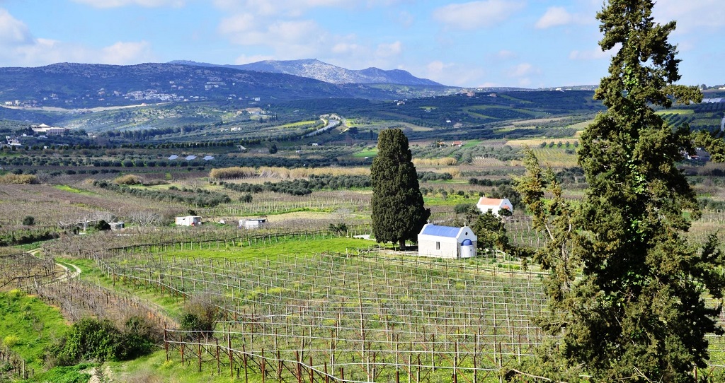 Vingård - Kreta - Hellas - TUI