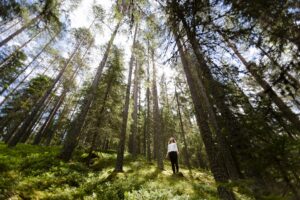 Sverige -Dalarna - skog - Fotograf Matilda Holmqvist