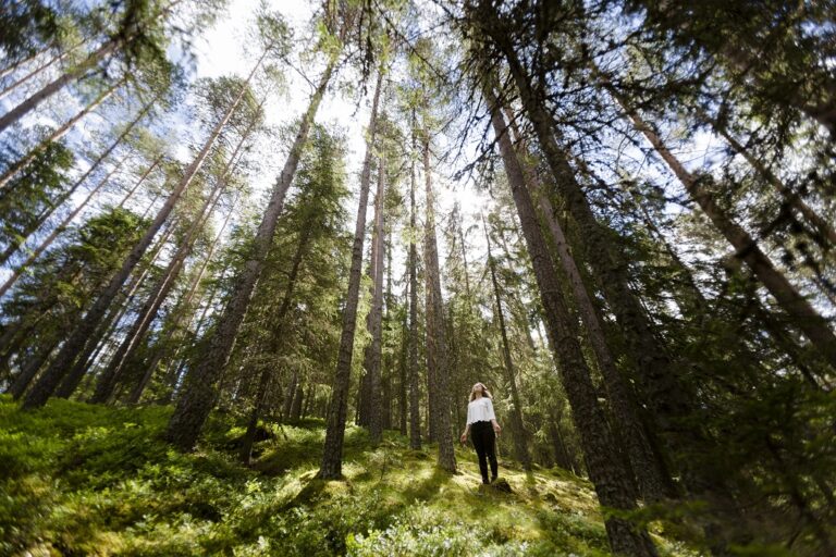 Sverige -Dalarna - skog - Fotograf Matilda Holmqvist