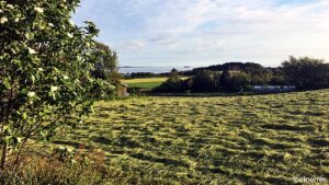 Forsommer - Viste - Randaberg - Norge