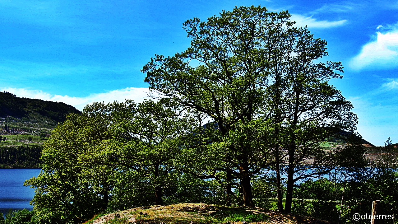 Fister - Hjelmeland - Ryfylke - Trær