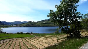 Jordbæråker - Fister - Hjelmeland - Ryfylke - Rogaland