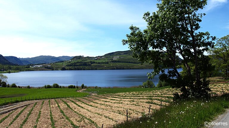 Jordbæråker - Fister - Hjelmeland - Ryfylke - Rogaland