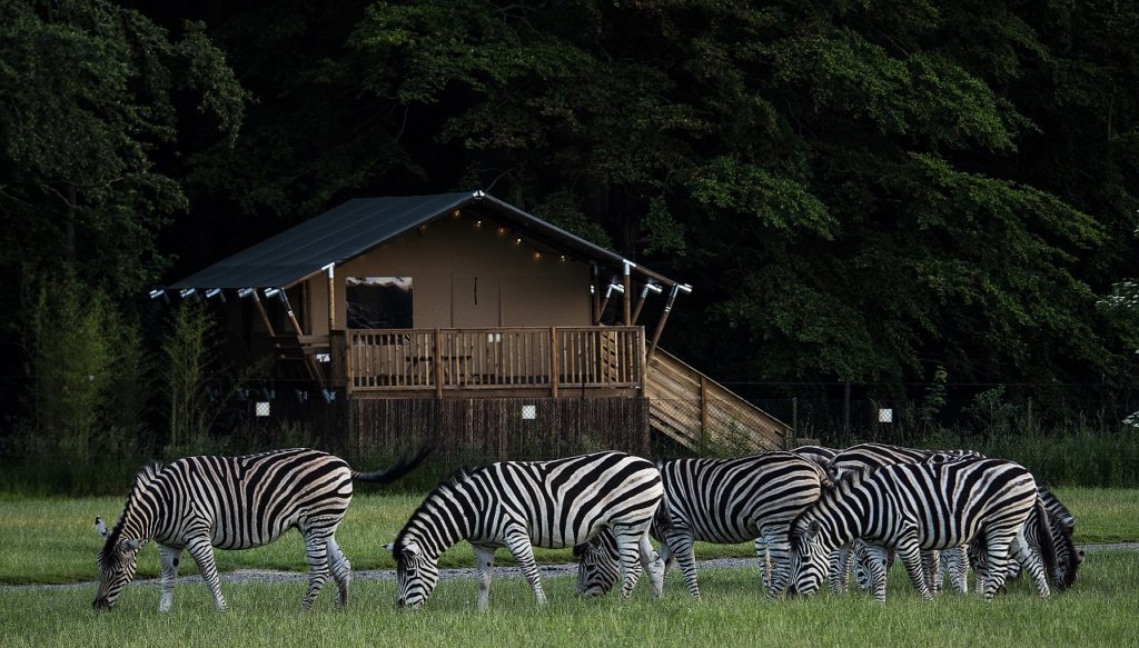 Knuthenborg Safaripark - Zebraer - Lolland - Danmark