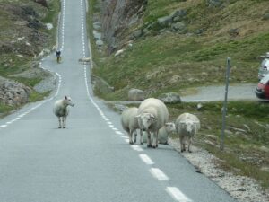 Sau - Vei - Sommerferie - bilkjøring - Gjensidige