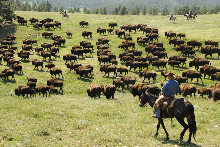 Bøfler - Sør-Dakota - The Great American West -USA