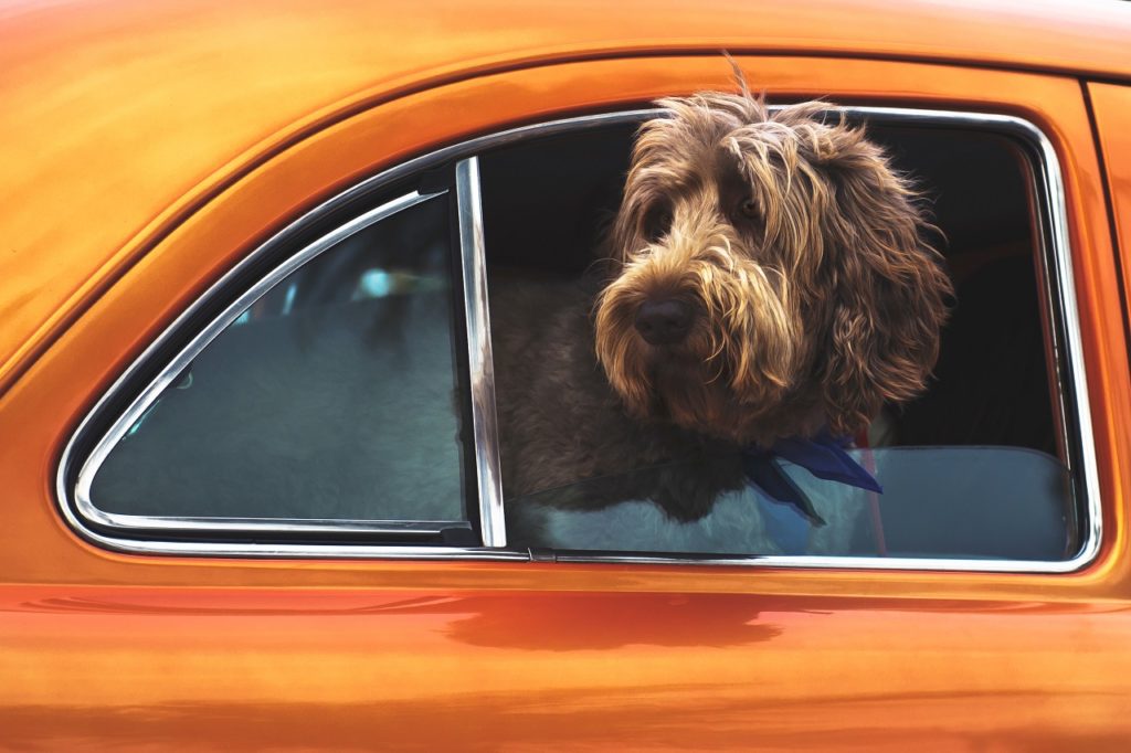 Hund - biltur - bilvindu - kjøretur - Agria - Dyreforsikring