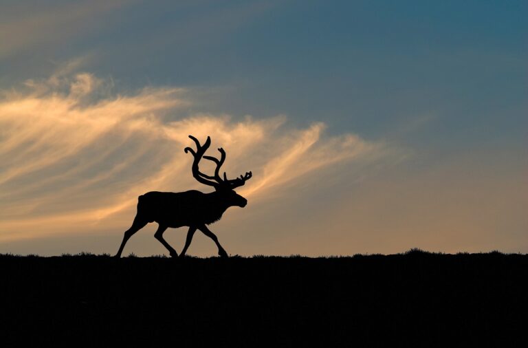 Villrein på Dovre - Statskog