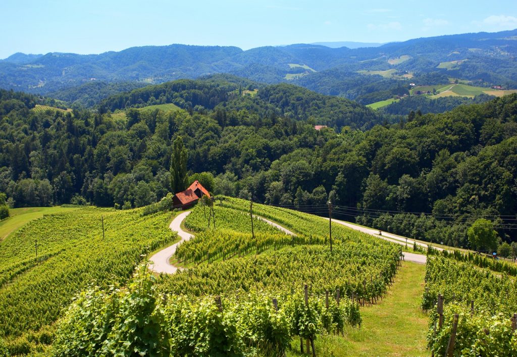 Slovenia - Spicnik Heart - den slovenske vinveien