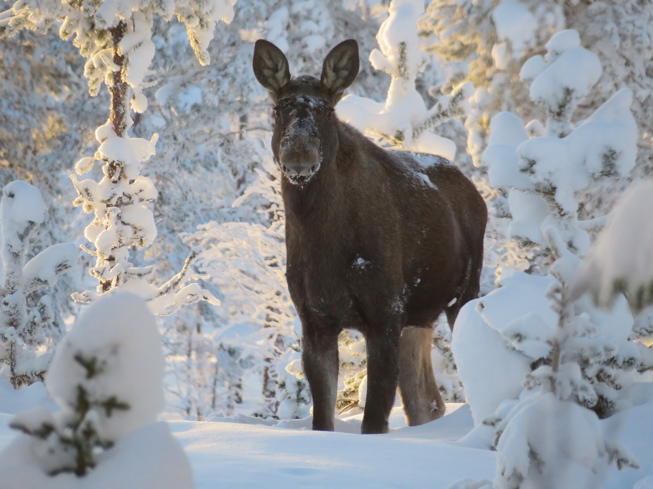 Elgku i vinterskog- - Koppangskjølen - Hedmark - februar 2019