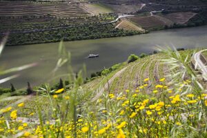 Dourodalen - Elv - Nord-Portugal - Vinmarker