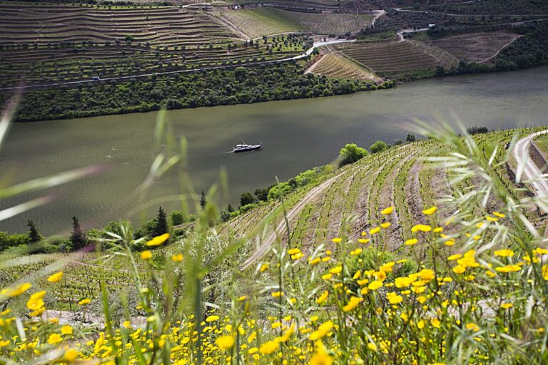 Dourodalen - Elv - Nord-Portugal - Vinmarker
