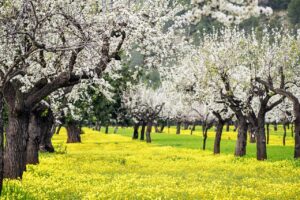 mandeltrær - blomstring - Son Maixella - Mallorca - Balearene - Spania