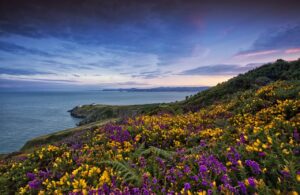 Sea Cliff - vandrerute - Howth - Co Dublin - Irland