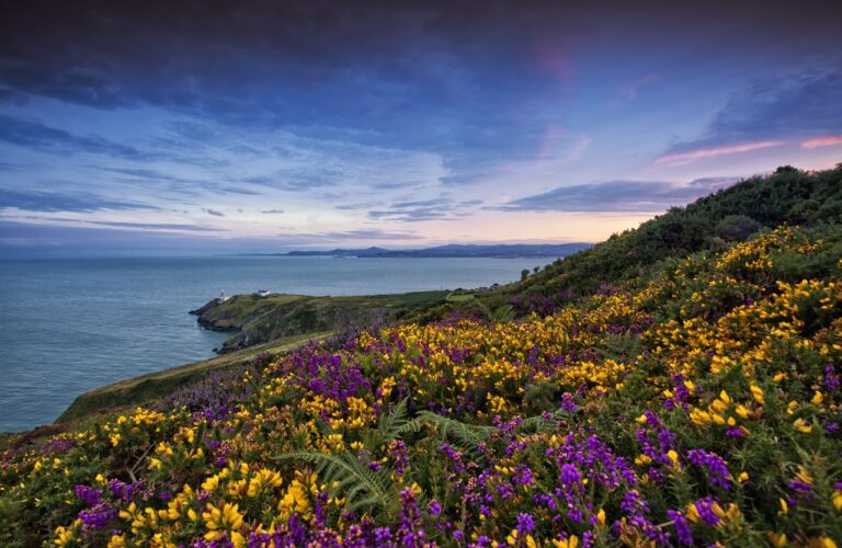 Sea Cliff - vandrerute - Howth - Co Dublin - Irland