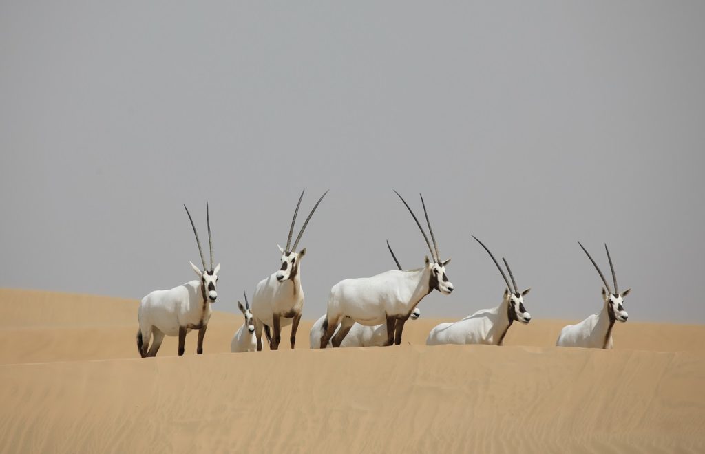 Arabiske Oryx - Al Marmoom - Ørken - Dubai - UAE