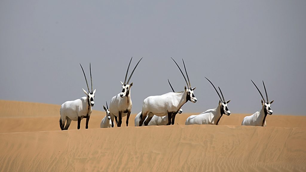 Arabiske Oryxantiloper - Nasjonaldyr - Dubai