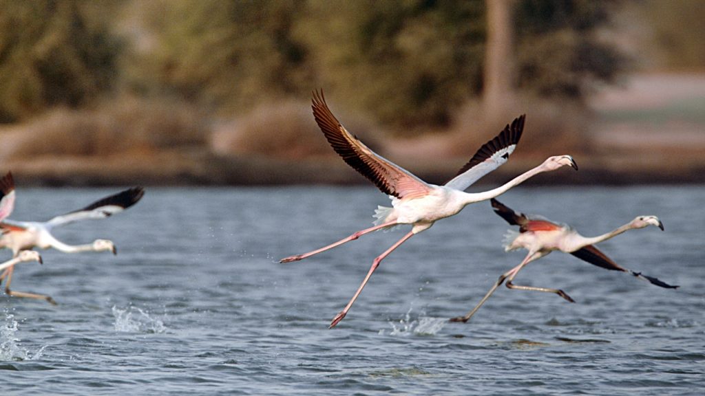 Flamingoer - Al Marmoom - Al Qudra lake - Dubai