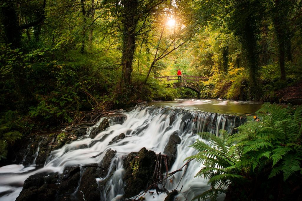 Healing forest - helbredende skog - Cavan County - Irland