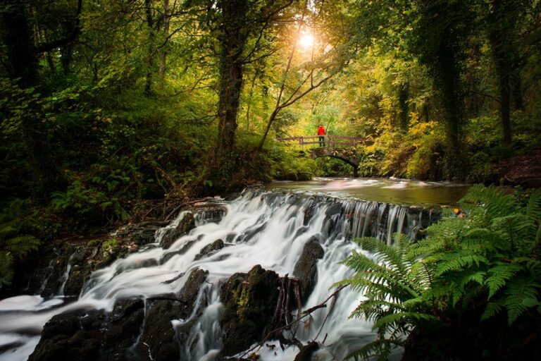 Healing forest - helbredende skog - Cavan County - Irland