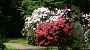Rhododrendronpark -Bremen - Tyskland