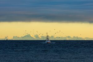 Lofotfiske - Fiskeskøyte - Måker - Reiser i inland - Bok