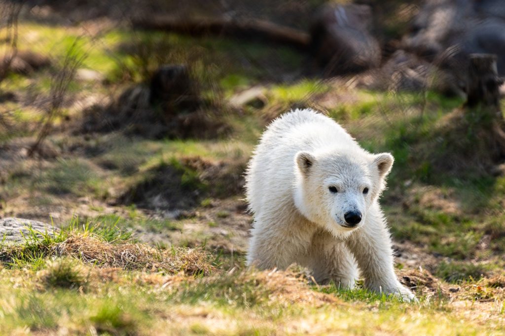 Miki – isbjörnsunge i Rovdjursparken - Orsa - Dalarna - Sverige