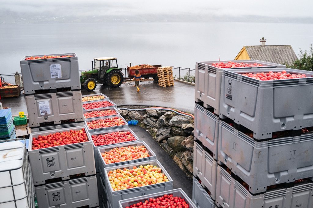 Epler - Siderproduksjon - Sidersafari - Næringsutvikling - Hardanger - Innovasjon Norge