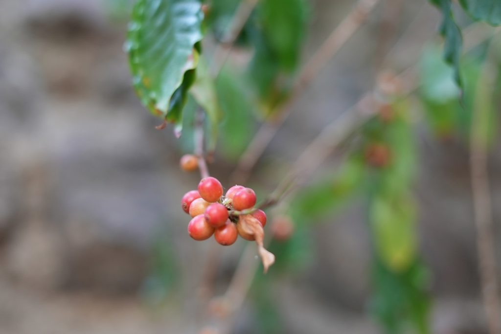 Kaffeplanten Agaete - Gran canaria - Kanariøyene - Spania
