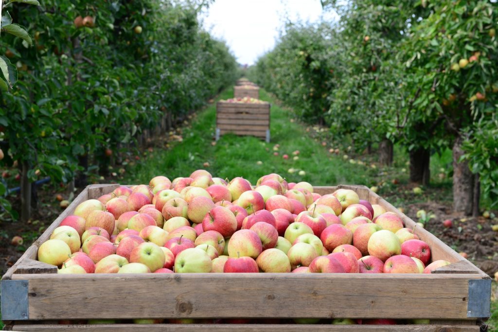 Friskhøstede æbler - æbleplantage - Niedersachsen - Tyskland