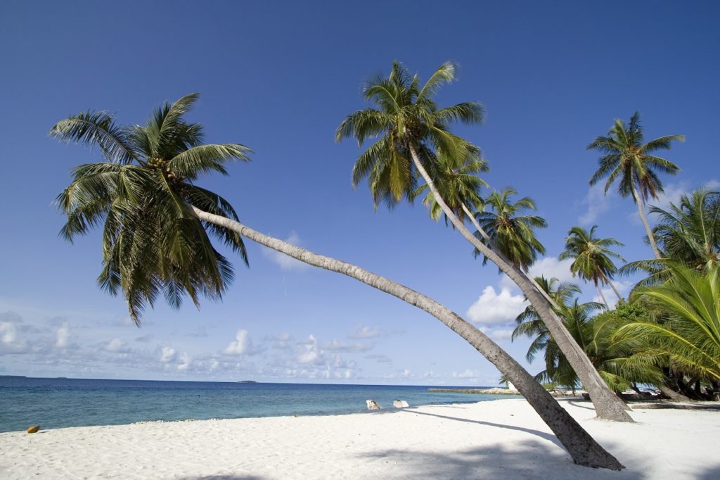 Palmetrær - Resort - Maldivene - Det indiske hav - 2021