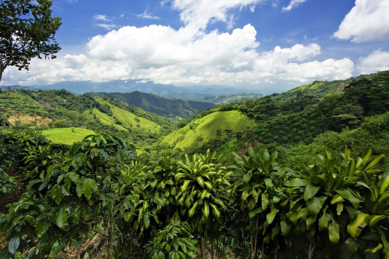Skogområder - Costa Rica - Mellom - Amerika