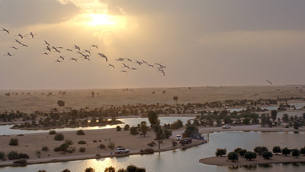 Al Qudra lakes - Innsjøer - Våtmarksområder - Fugler - Viltreservat - Dubai