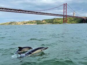 Delfiner - Tejo /Tagus - Elv - Lisboa - Portugal