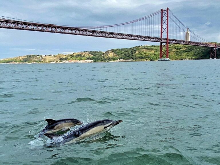 Delfiner - Tejo /Tagus - Elv - Lisboa - Portugal