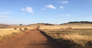 Lion and Rhino Nature Reserve - Kromdraai - Sør-Afrika